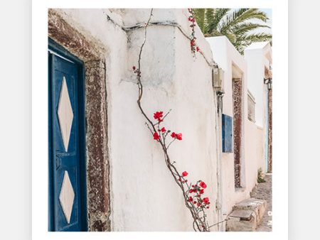 Blue, White and Bouganvillea Supply