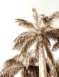 Summer Palm 02 For Cheap