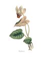 Vintage Botanical - Cyclamen Cheap