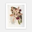 Vintage Botanical - Orchid 06 on Sale