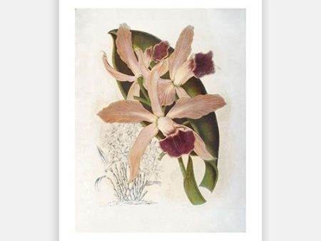 Vintage Botanical - Orchid 06 on Sale