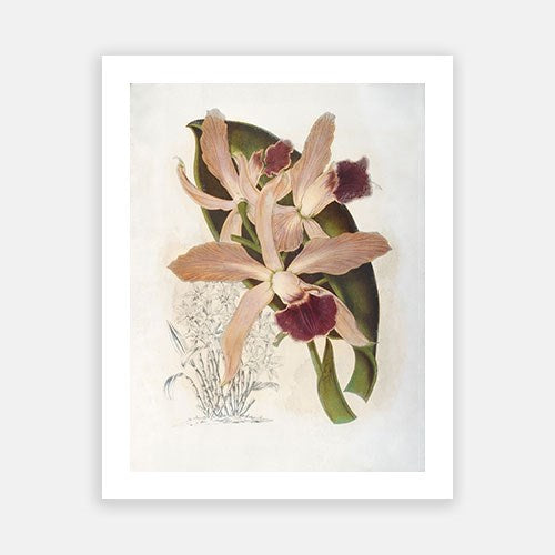 Vintage Botanical - Orchid 06 on Sale