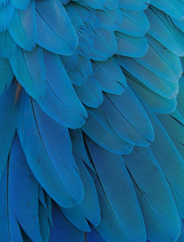 Blue parrot feathers Supply