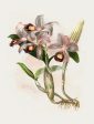 Vintage Botanical - Orchid 05 Online Sale