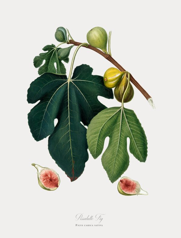 Vintage Botanical - Fig Supply