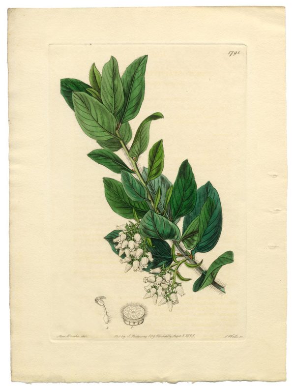 Vintage Botanical - Downy Bearberry For Cheap