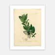 Vintage Botanical - Downy Bearberry For Cheap