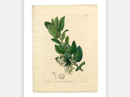 Vintage Botanical - Downy Bearberry For Cheap