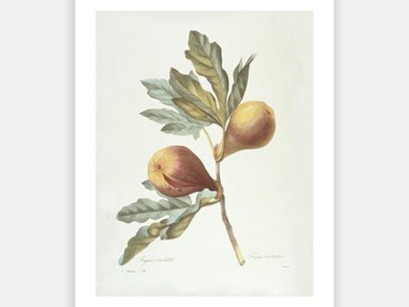 Vintage Botanical - Figs on Branch For Sale