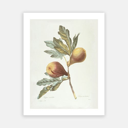 Vintage Botanical - Figs on Branch For Sale