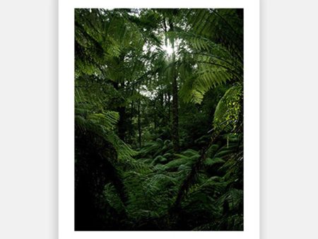 Sunlight through rainforest canopy Online now