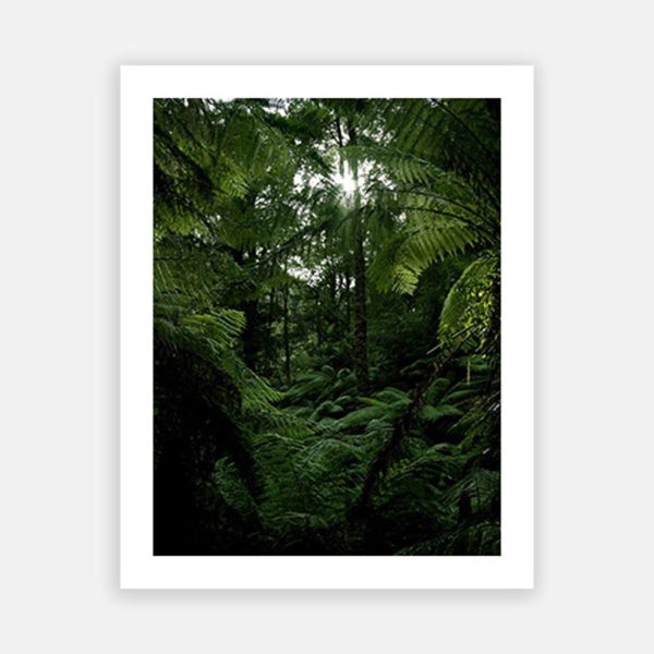 Sunlight through rainforest canopy Online now