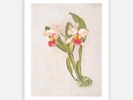 Vintage Botanical - Orchid 02 Sale