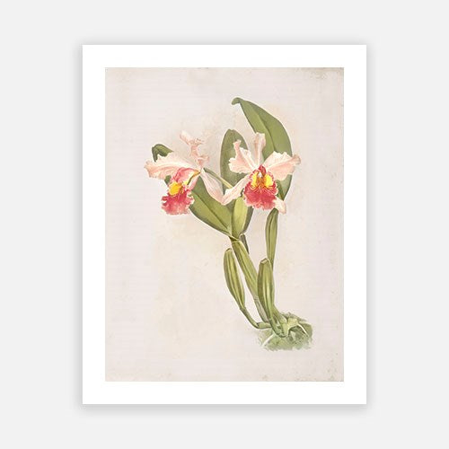 Vintage Botanical - Orchid 02 Sale