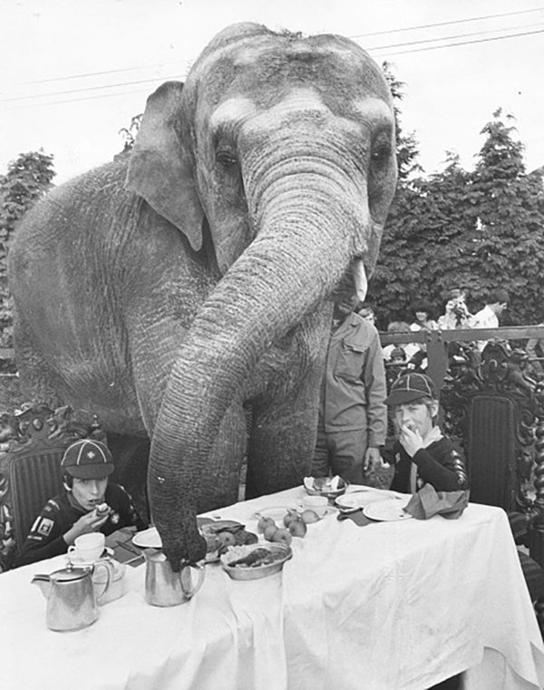 Elephant For Tea Supply