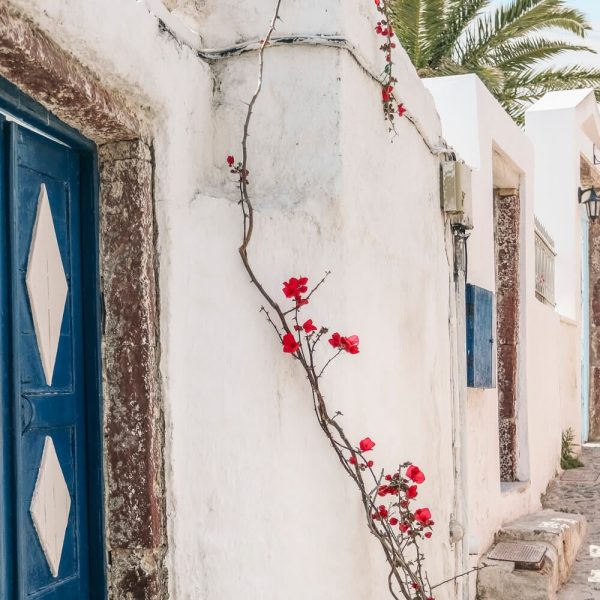 Blue, White and Bouganvillea Supply