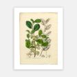 Vintage Botanical - Azara on Sale