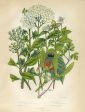 Vintage Botanical - Mistletoe For Sale