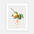 Vintage Botanical - Peach Discount