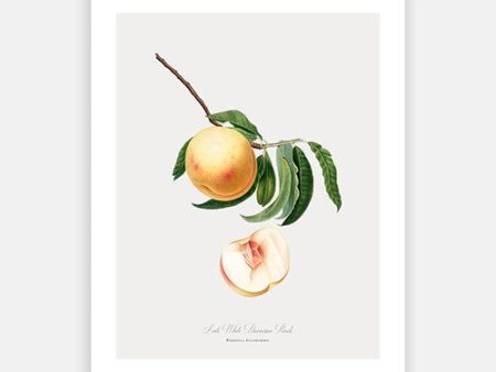 Vintage Botanical - Peach Discount