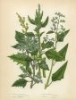 Vintage Botanical - Quinoa Hot on Sale