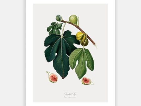 Vintage Botanical - Fig Supply