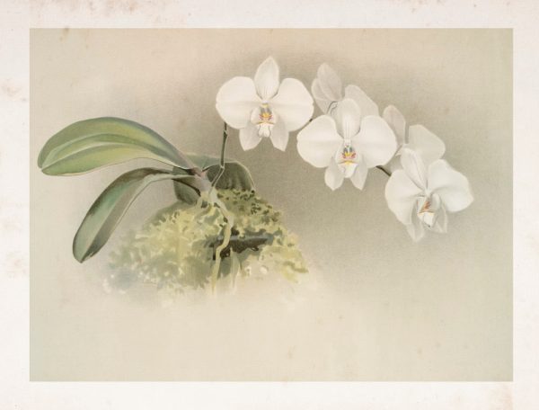 Vintage Botanical - Orchid 07 Discount