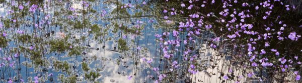 Cradle Mountain Flowers Hot on Sale