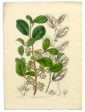 Vintage Botanical - Azara on Sale