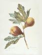 Vintage Botanical - Figs on Branch For Sale