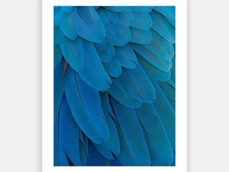 Blue parrot feathers Supply