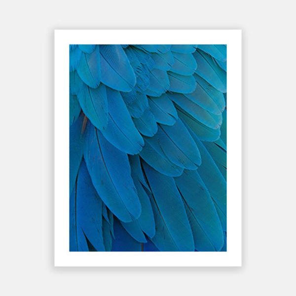 Blue parrot feathers Supply