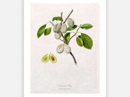 Vintage Botanical - White Plum Online Hot Sale