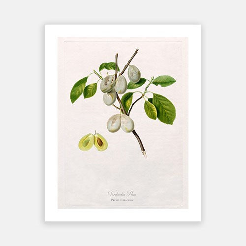 Vintage Botanical - White Plum Online Hot Sale