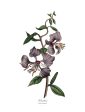 Vintage Botanical - Clarkia Discount