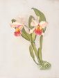 Vintage Botanical - Orchid 02 Sale