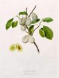 Vintage Botanical - White Plum Online Hot Sale