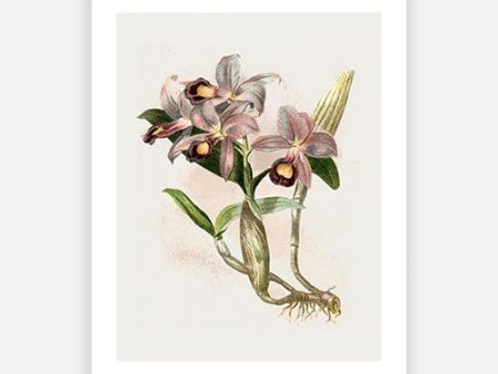 Vintage Botanical - Orchid 05 Online Sale