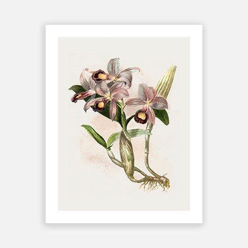 Vintage Botanical - Orchid 05 Online Sale