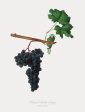 Vintage Botanical - Black Grapes For Discount