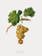 Vintage Botanical - White Grapes Online now