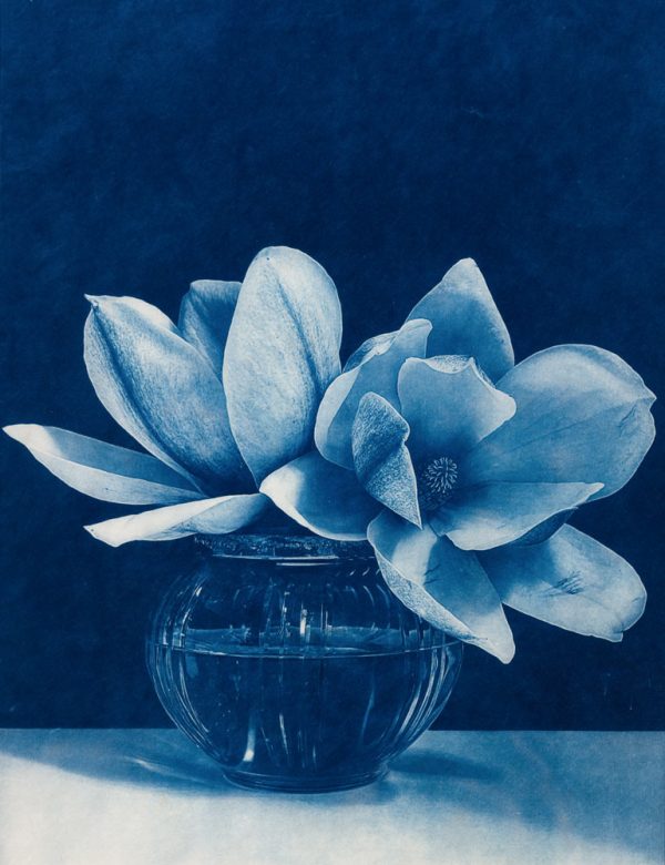 Sweet Blue Magnolias For Discount