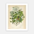 Vintage Botanical - Mistletoe For Sale