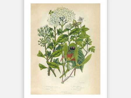 Vintage Botanical - Mistletoe For Sale