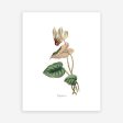 Vintage Botanical - Cyclamen Cheap