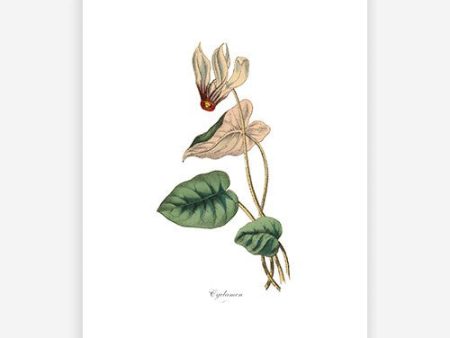 Vintage Botanical - Cyclamen Cheap