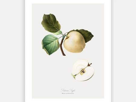 Vintage Botanical - Apple Sale