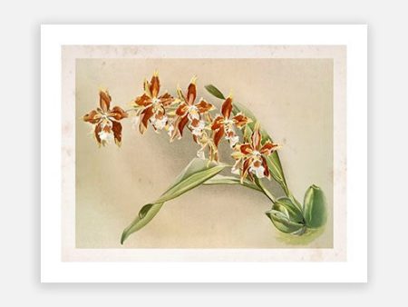 Vintage Botanical - Orchid 10 Discount