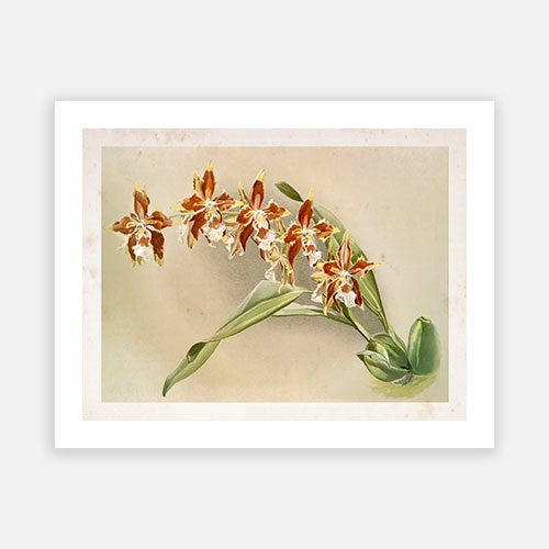 Vintage Botanical - Orchid 10 Discount