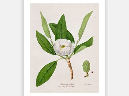 Vintage Botanical - Magnolia Discount